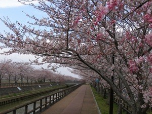 稲沢市　へいわさくらまつり