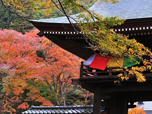 普門寺もみじ祭り