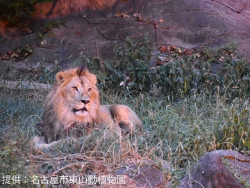 東山動植物園　ナイトZOO