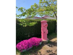 免々田川 菜の花・桜まつり