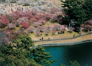 南公園梅まつり