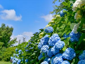 三ヶ根山あじさいまつり
