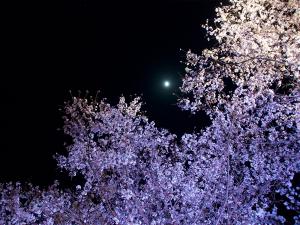 飯野川桜並木ライトアップ