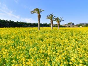 渥美半島菜の花まつり