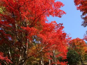 豊田市 稲武 もみじまつり