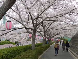 滝頭桜まつり
