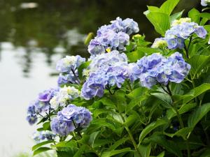 紫陽花茶会