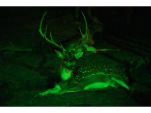 東山動植物園　ナイトZOO＆GARDEN