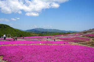 茶臼山高原芝桜まつり