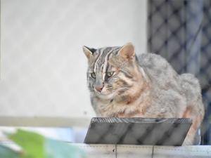 東山動植物園秋まつり