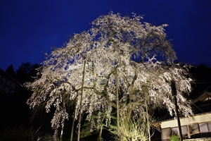 大安寺しだれ桜まつり