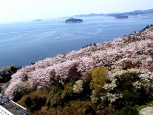西浦温泉 桜まつり