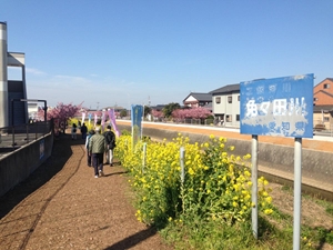 免々田川 菜の花・桜まつり