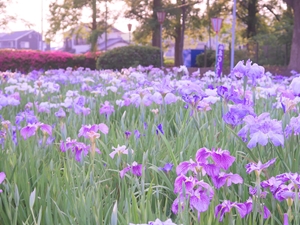 碧南市　花しょうぶまつり