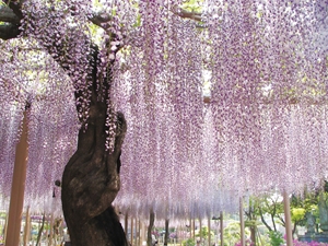 こうなん藤まつり　曼陀羅寺公園