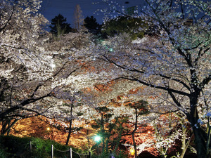 大池公園桜まつり