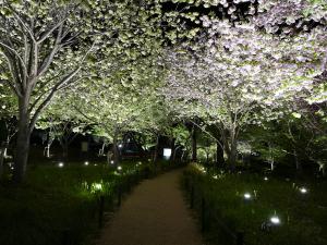 宵の八重桜さんぽ