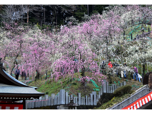 大縣神社梅園　梅まつり