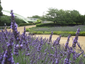 荒子川公園ラベンダーフェア