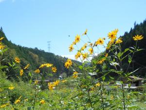 菊芋掘り体験