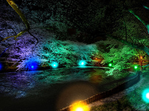 大池公園桜まつり