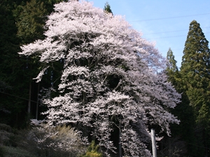 神田のエドヒガンザクラ