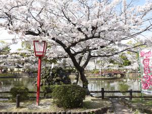 安城桜まつり