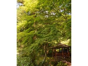赤坂宿宮路もみじまつり