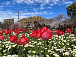 鶴舞公園 桜まつり