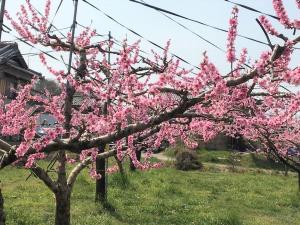 観桃会