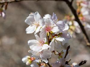 小原四季桜まつり