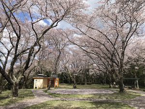 とよかわ桜まつり