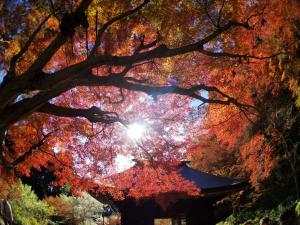 普門寺もみじ祭り