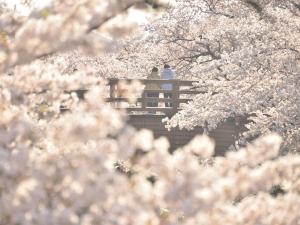 大口町 桜まつり及び桜ライトアップ