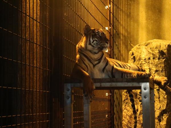 東山動植物園　夜間ZOO