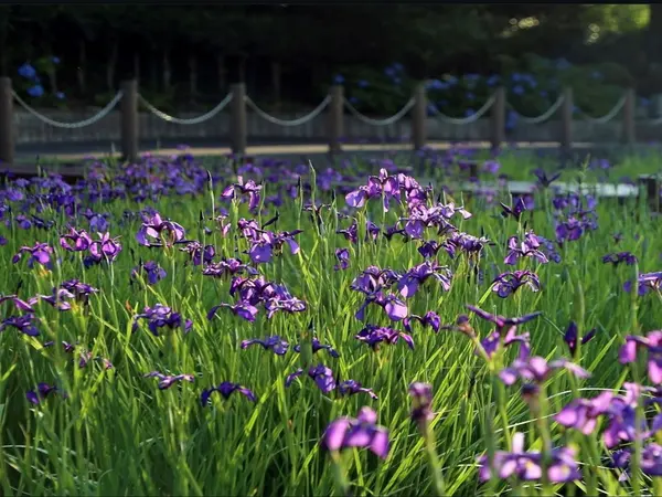 花かつみまつり