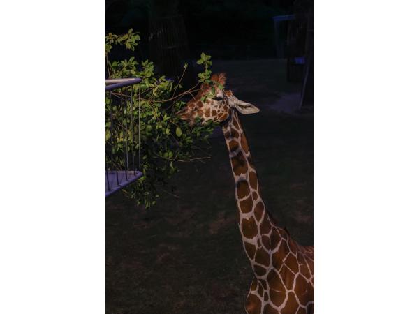 のんほいパーク　ナイトZOO