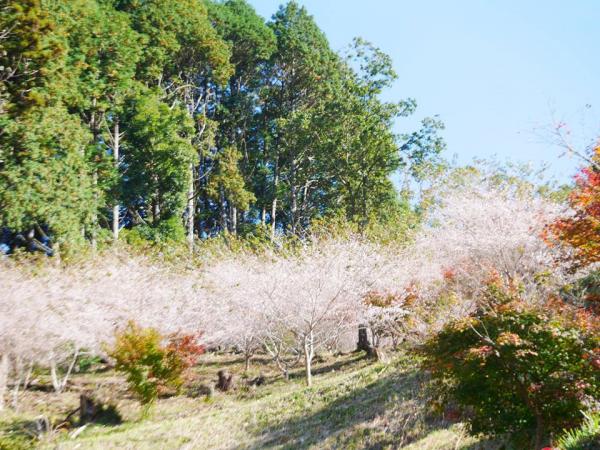 小原四季櫻節