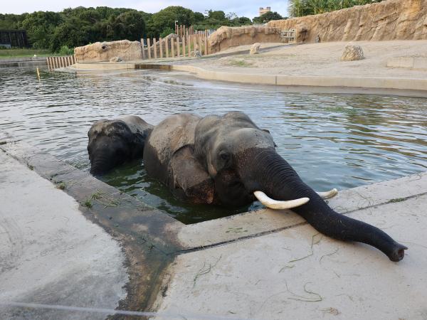 のんほいパーク　ナイトZOO