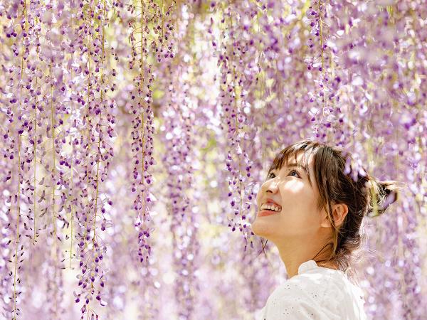 尾張津島紫藤節