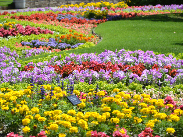 Denpark Flower Festival