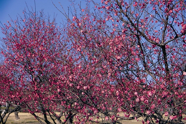 南公園梅まつり