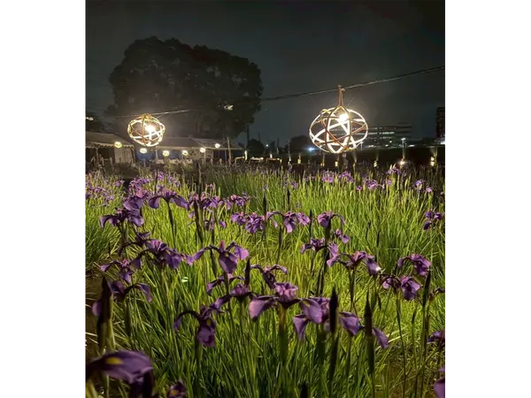 花かつみまつり