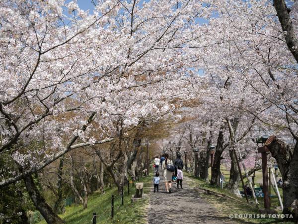 Suigen Park Cherry Blossom Festival