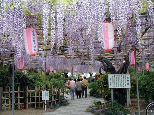 広藤園藤まつり