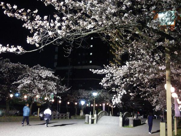 国府宮桜ライトアップ