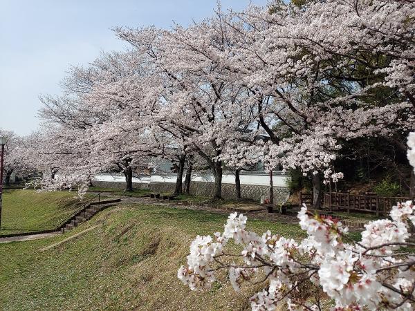 第5回 豊明市桜フォトコンテスト