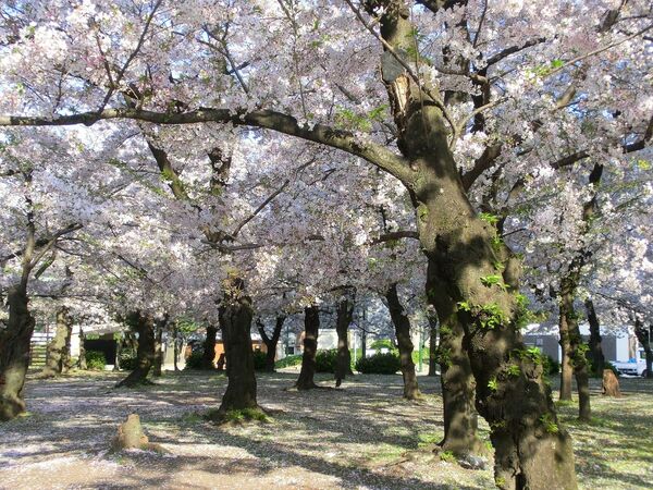 鶴舞公園 桜まつり
