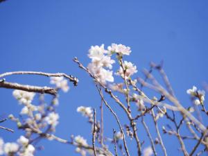 小原四季樱节
