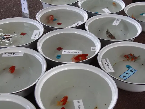 金魚日本一大会
